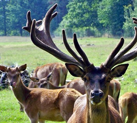 Rotwild im Tiergehege Thräna